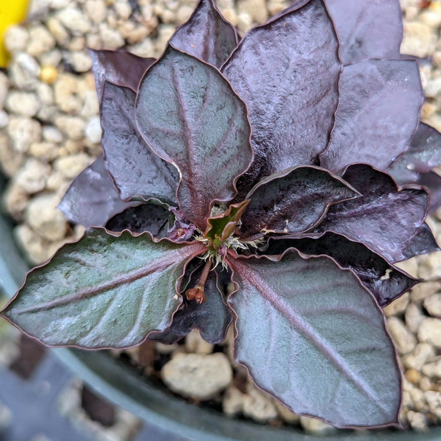 Euphorbia francoisii x cap-saintemariensis #fc12