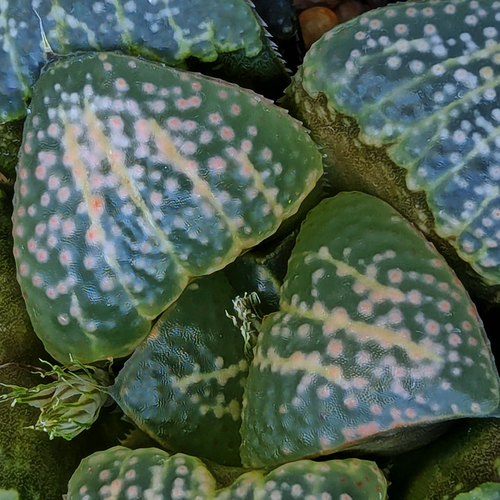 Haworthia "Spots" PP306 groenewaldii hybrid