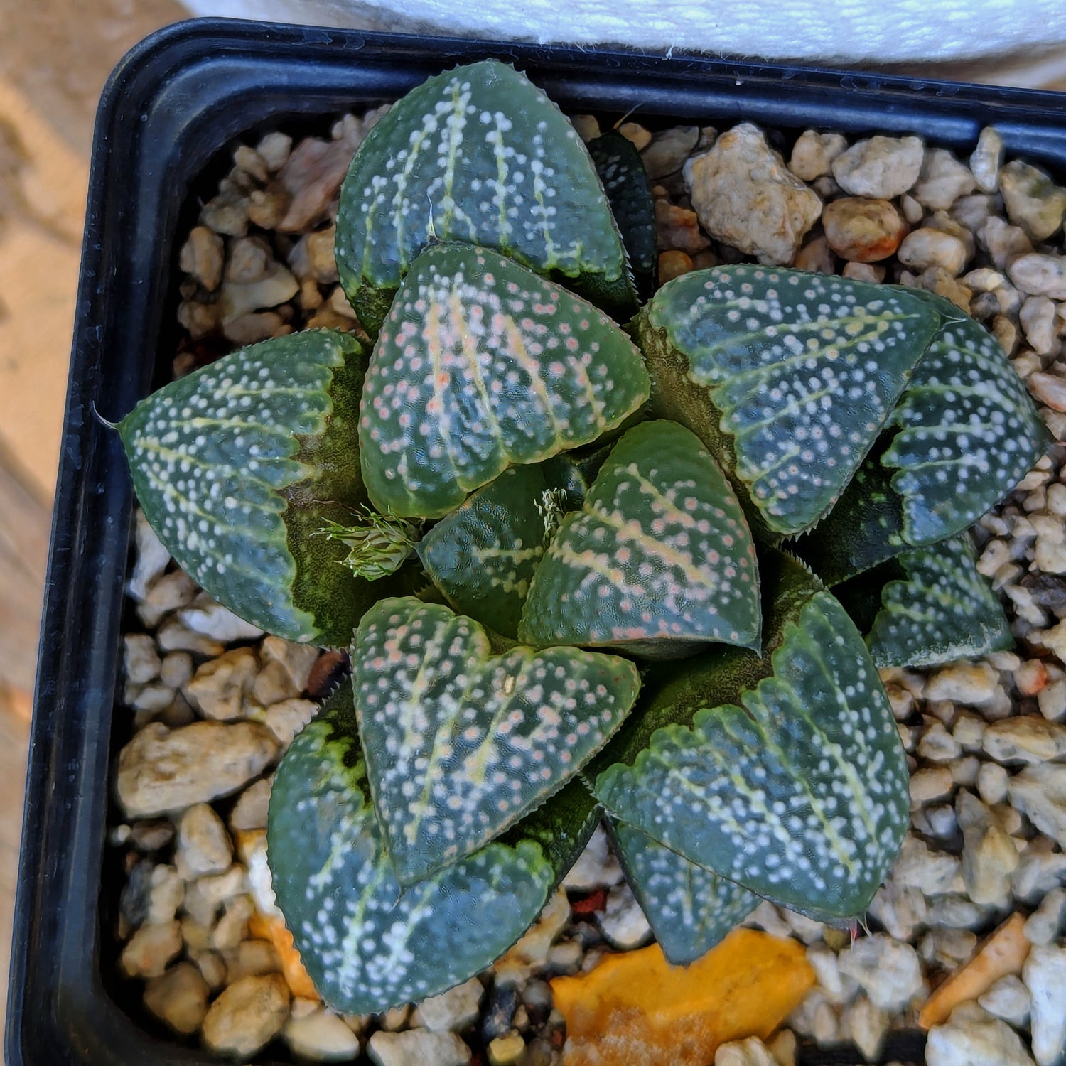 Haworthia "Spots" PP306 groenewaldii hybrid