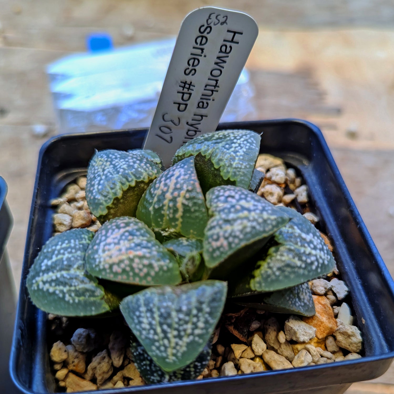 Haworthia "Spots" PP306 groenewaldii hybrid