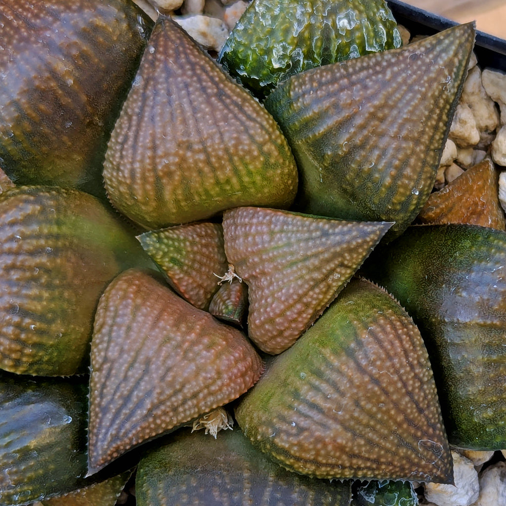 Haworthia "Bear" PP355 hybrid
