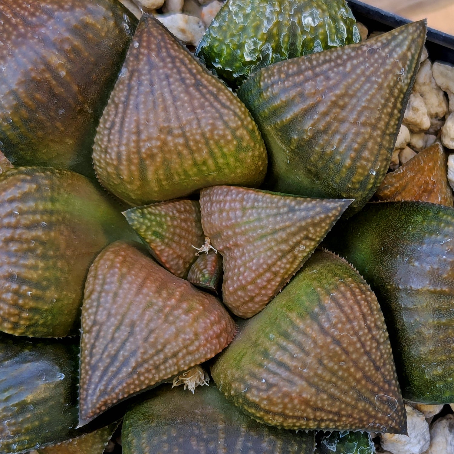 Haworthia "Bear" PP355 hybrid
