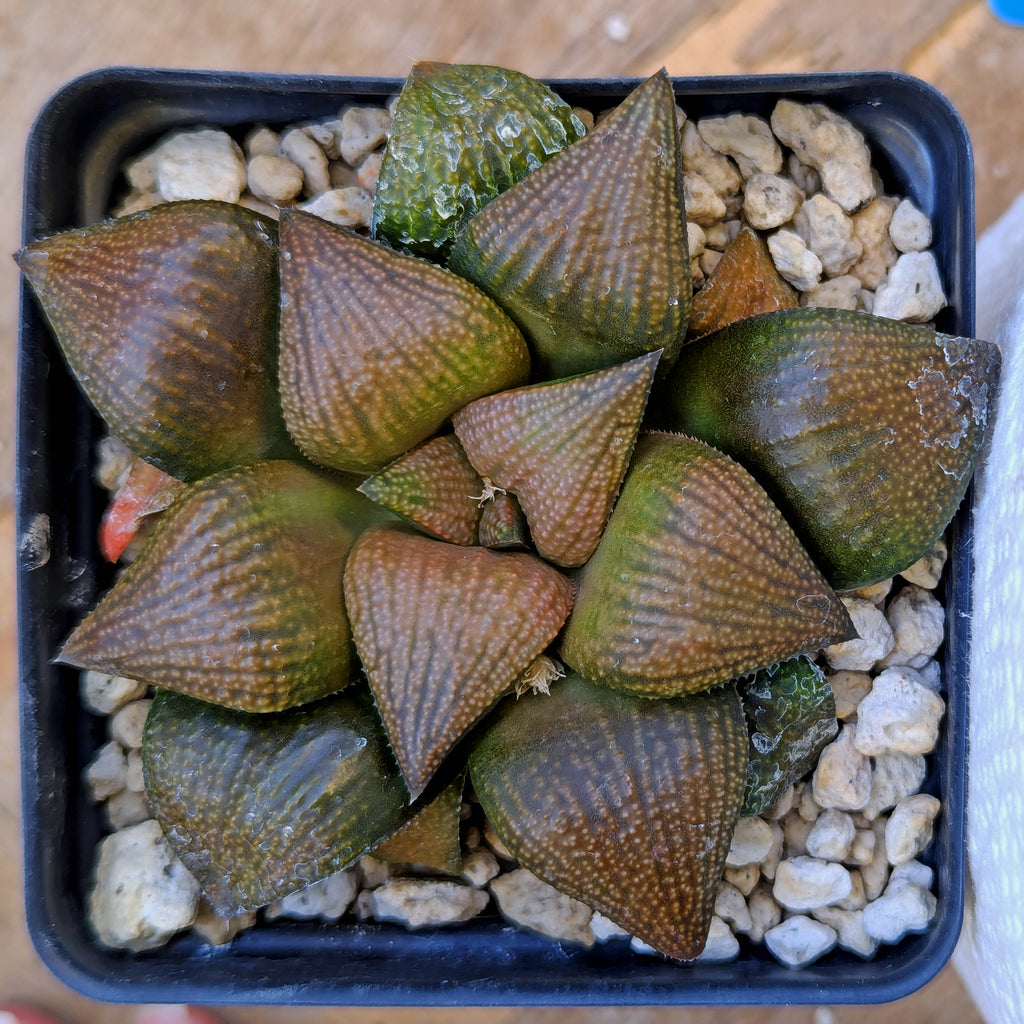 Haworthia "Bear" PP355 hybrid