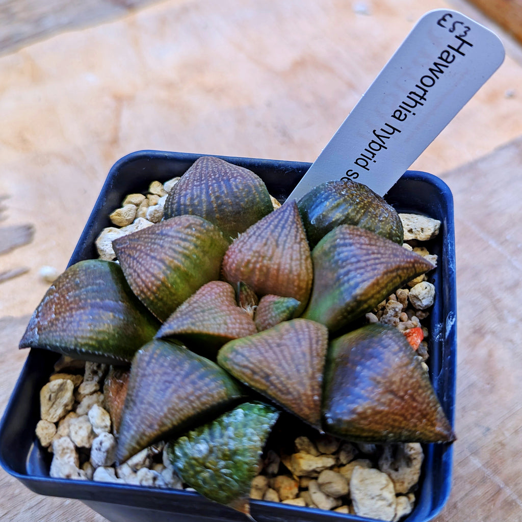 Haworthia "Bear" PP355 hybrid