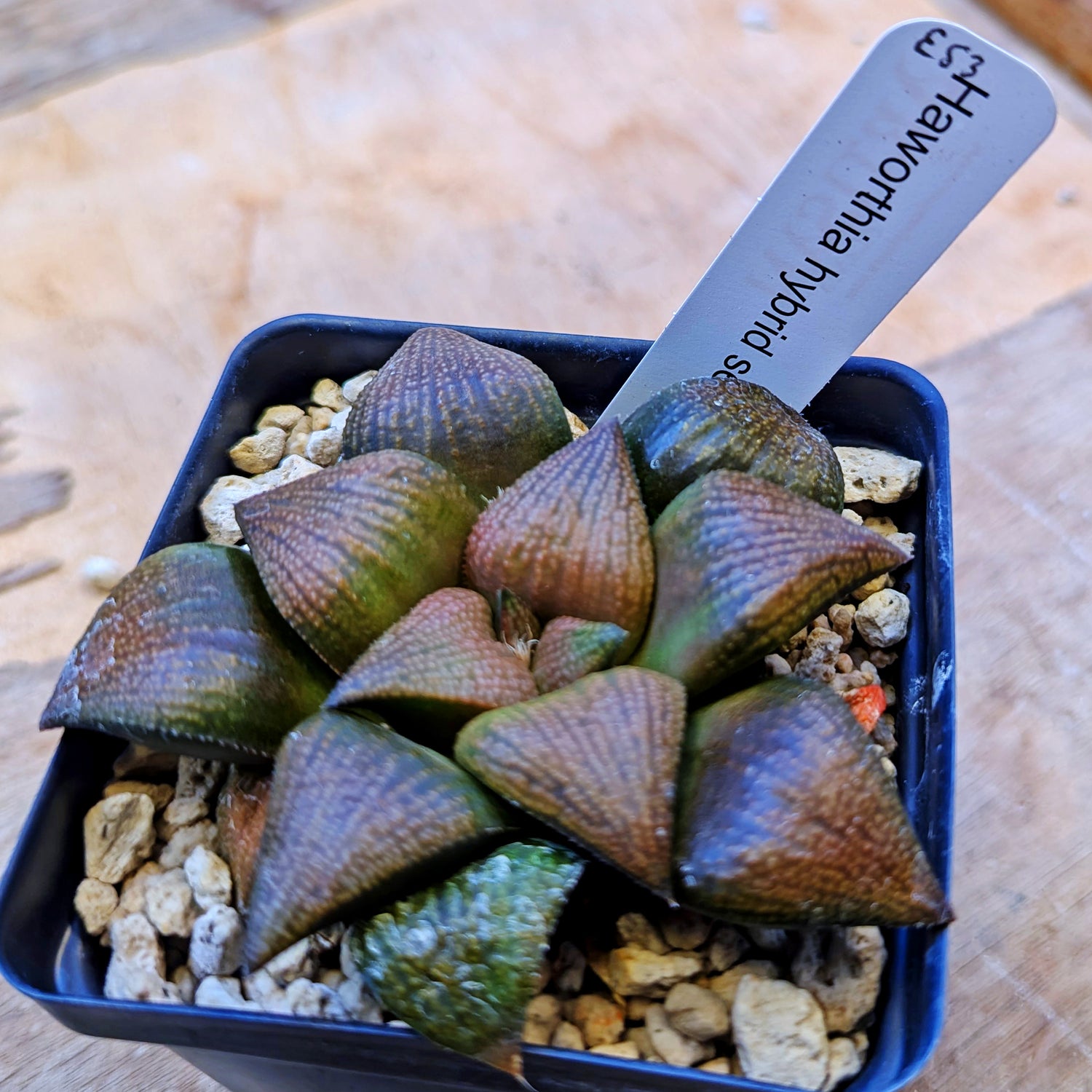 Haworthia "Bear" PP355 hybrid