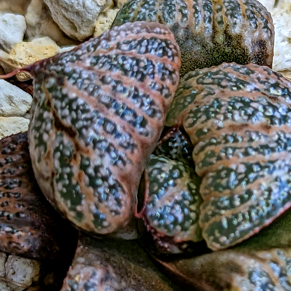 Haworthia splendens PP291 #S2 SOLD OUT