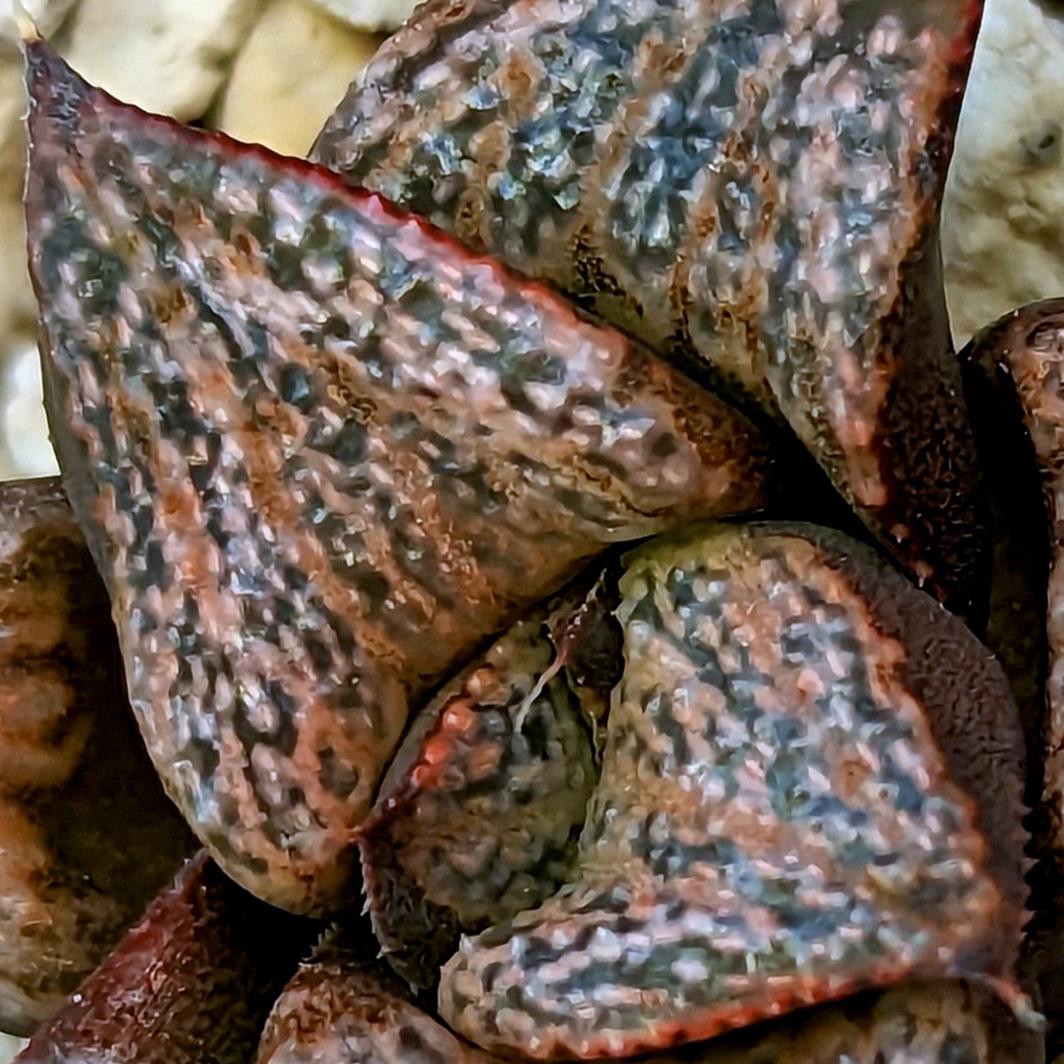Haworthia splendens PP291 #S3 SOLD OUT