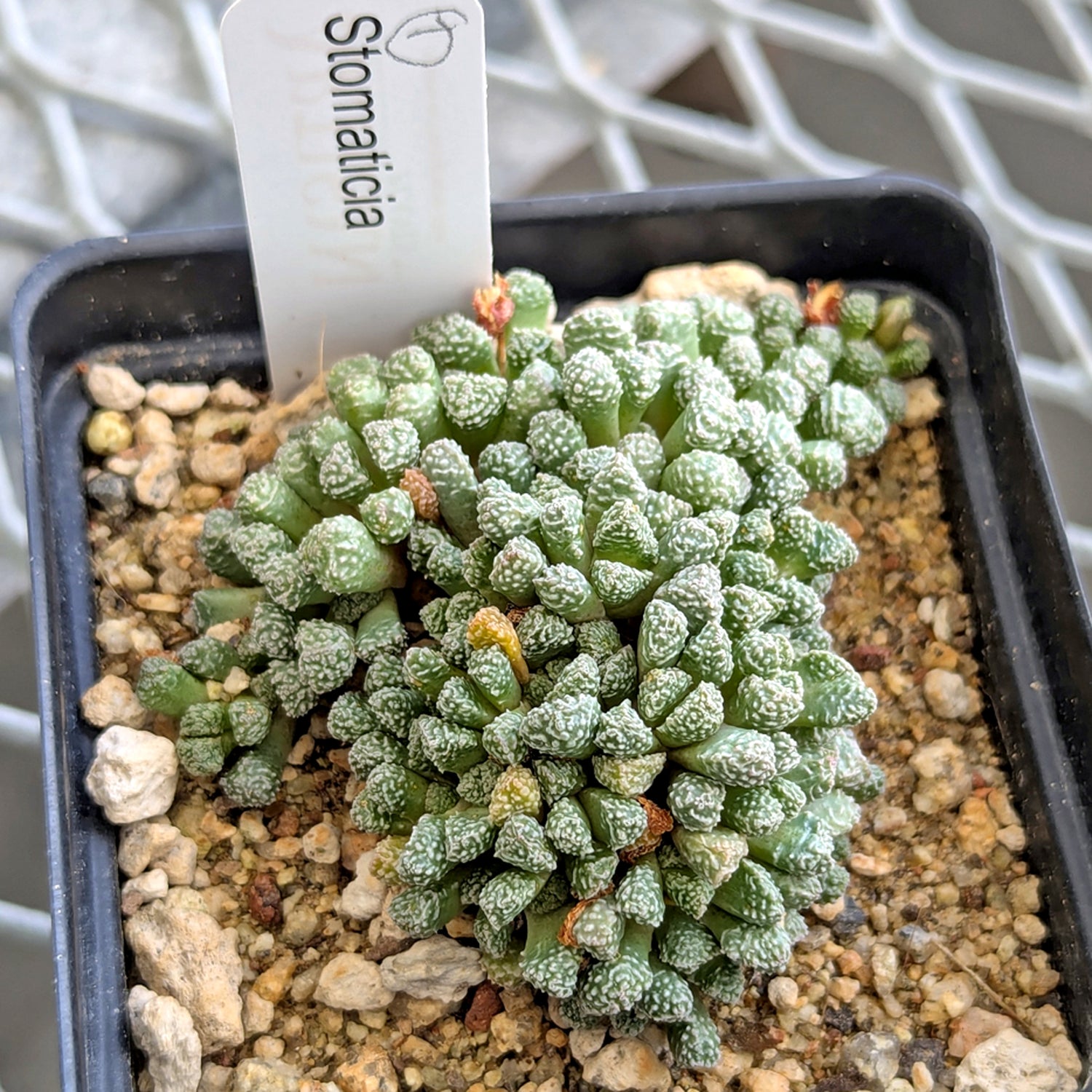 Stomaticia #1