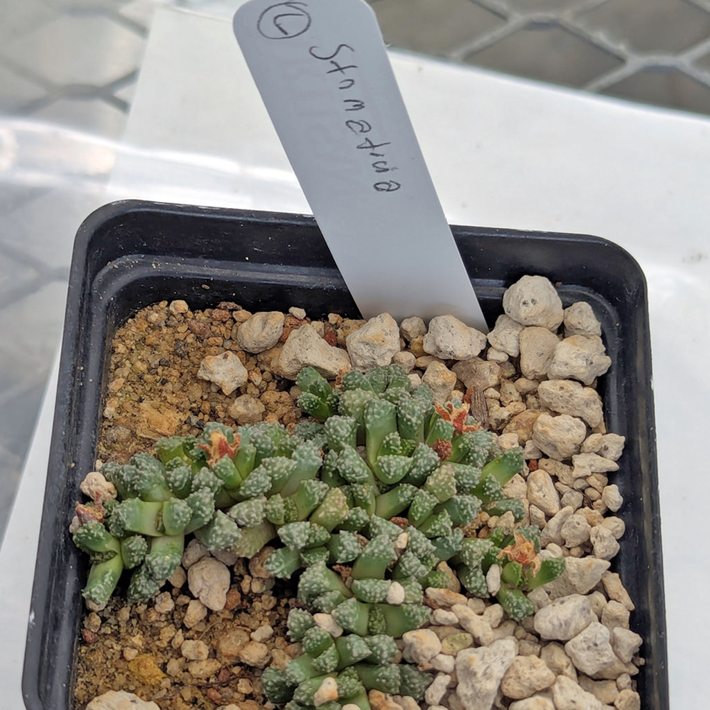 euphorbia