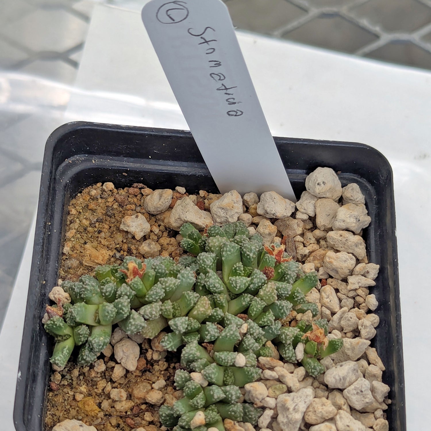 euphorbia