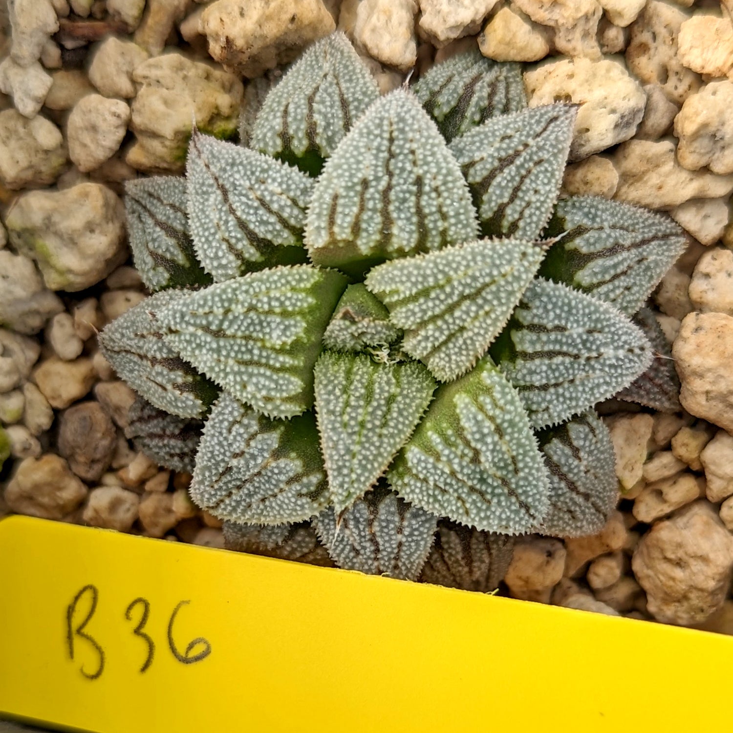 Haworthia  hybrid series PP512  #B36 SOLD OUT