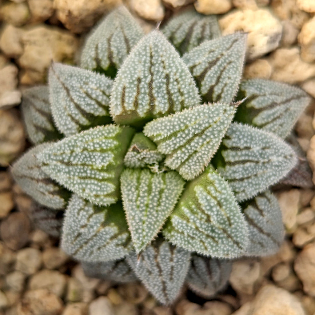 Haworthia  hybrid series PP512  #B36 SOLD OUT