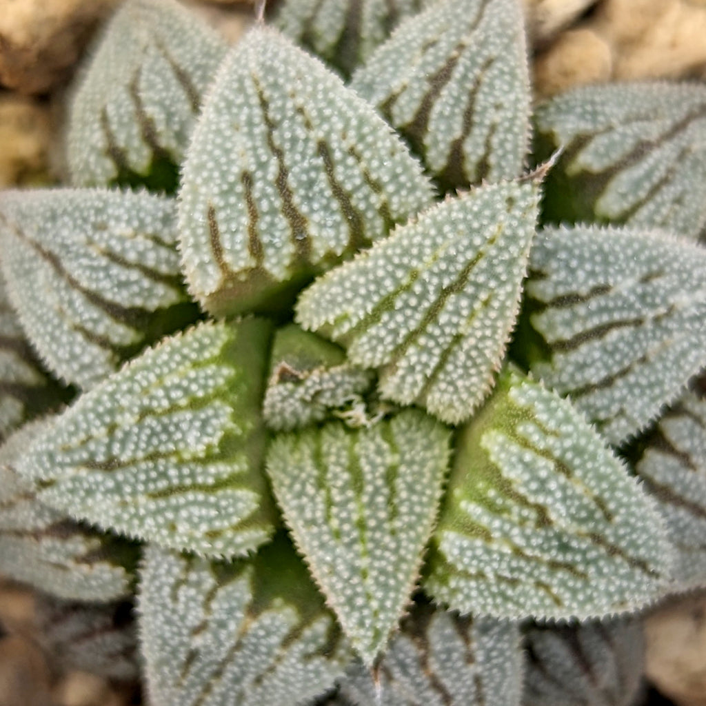 Haworthia  hybrid series PP512  #B36 SOLD OUT