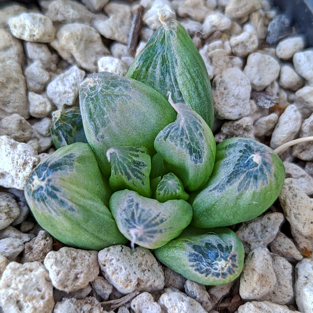 Bulbine mesembryanthemoides seedlings