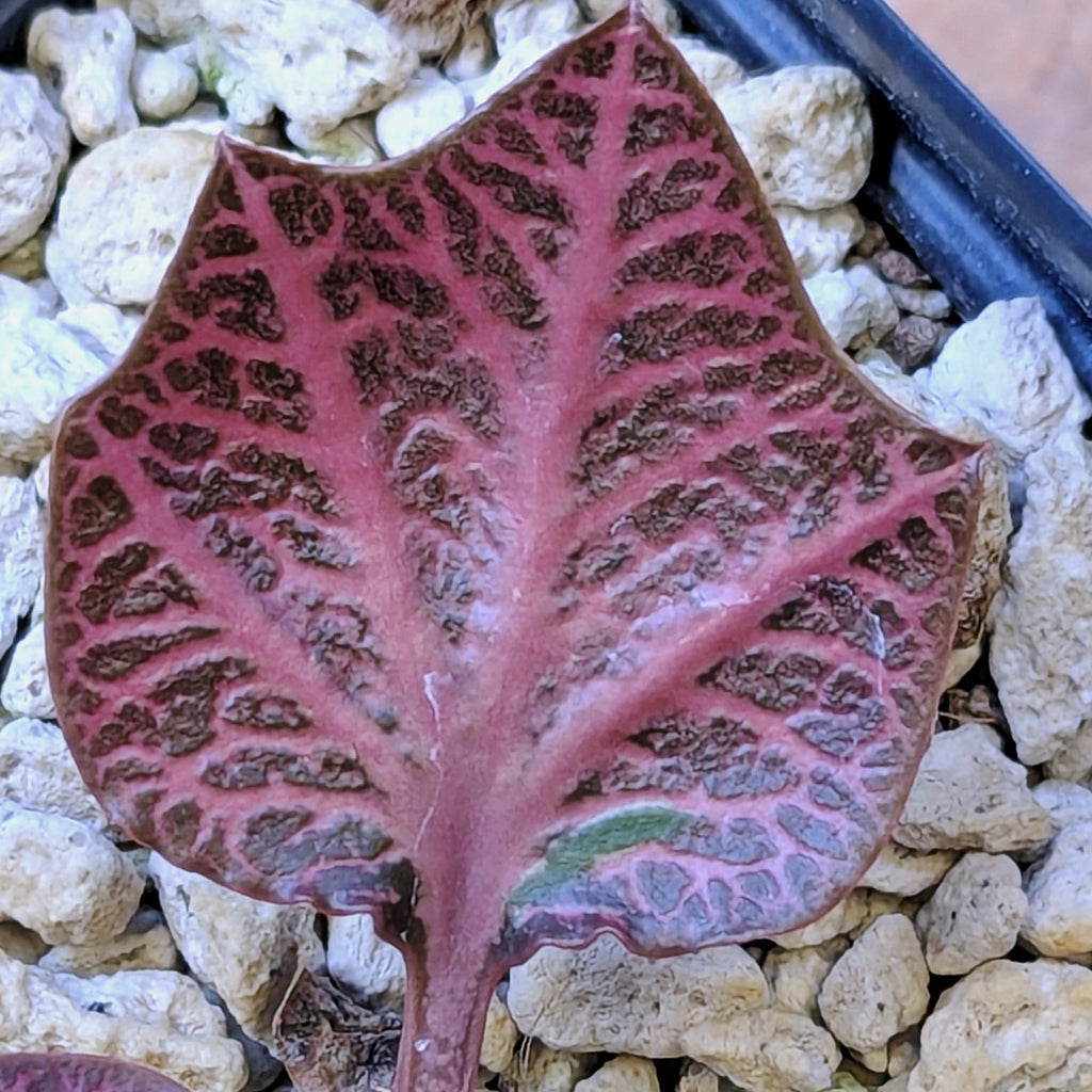 Euphorbia francoisii #1