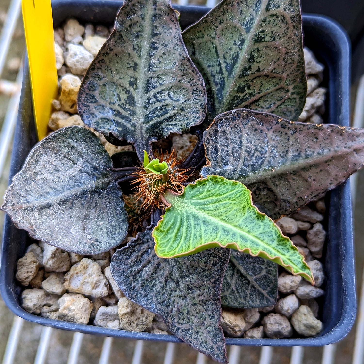 Euphorbia francoisii #1 SOLD OUT