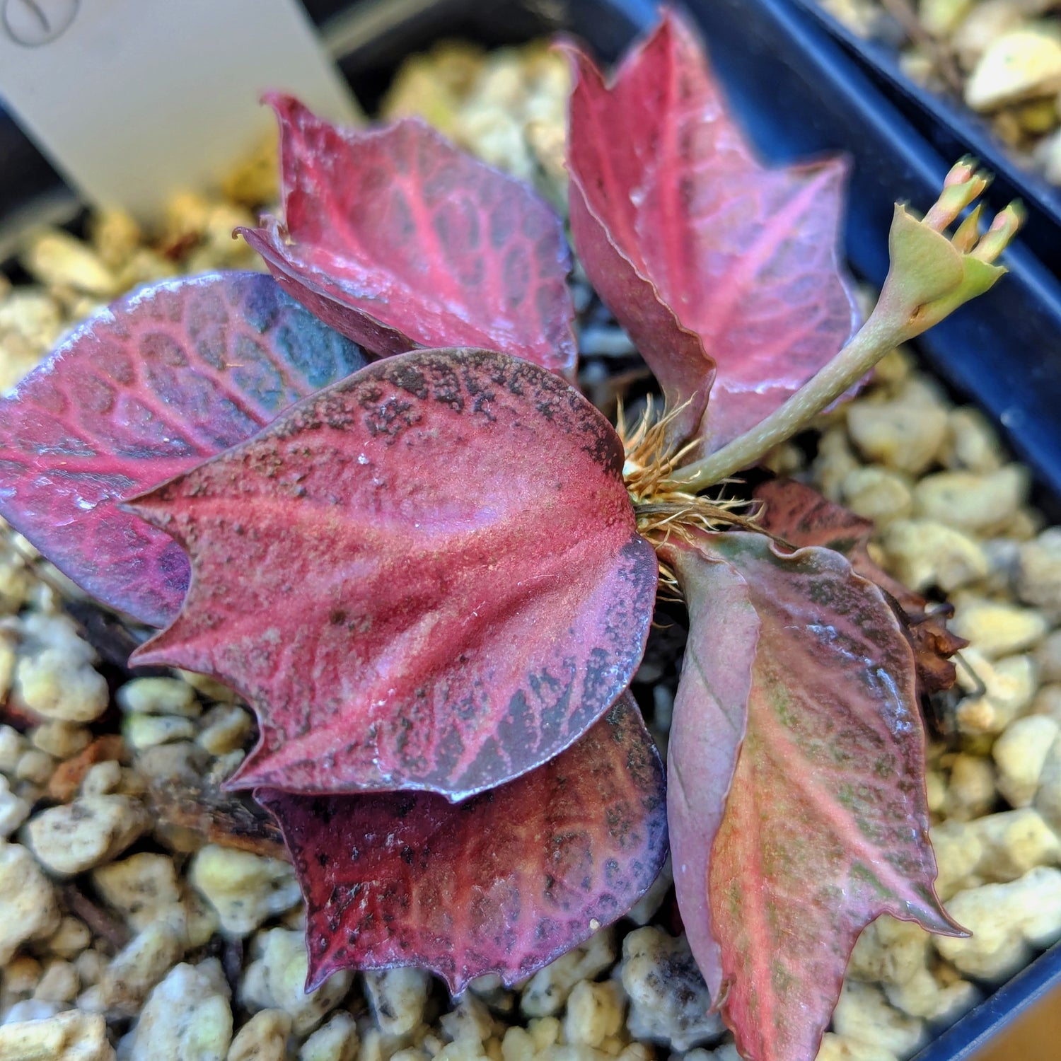 Euphorbia francoisii #1