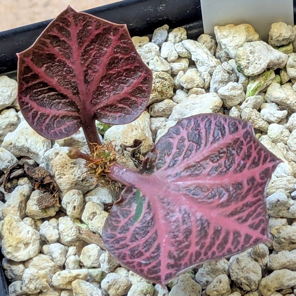 Euphorbia francoisii #1