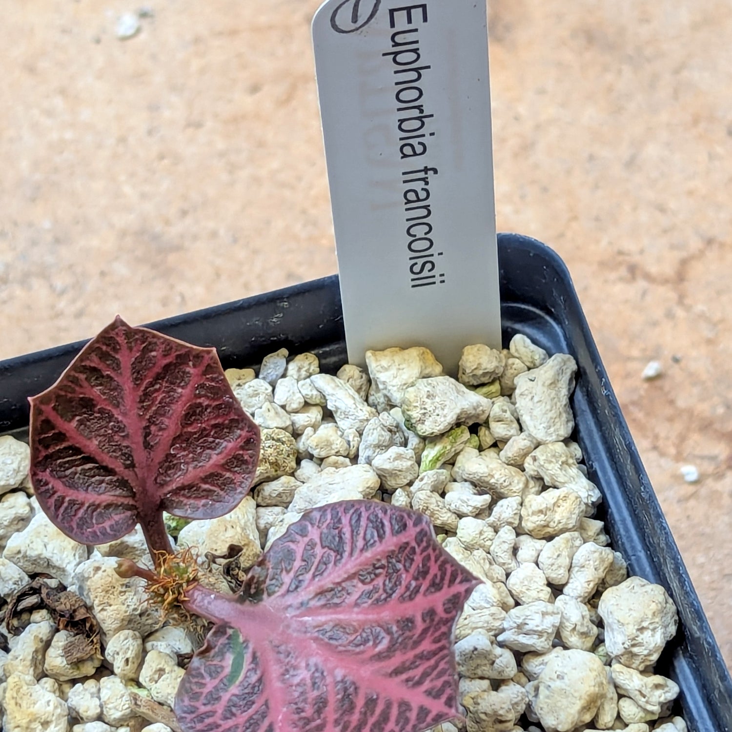 Euphorbia francoisii #1