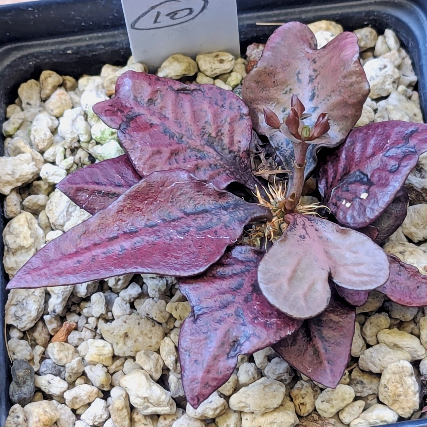Euphorbia francoisii #10