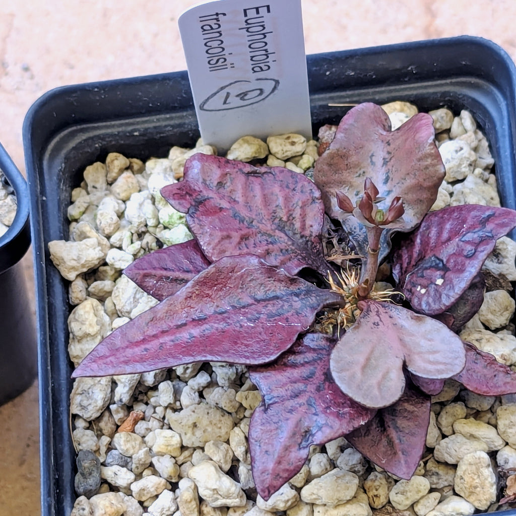 Euphorbia francoisii #10