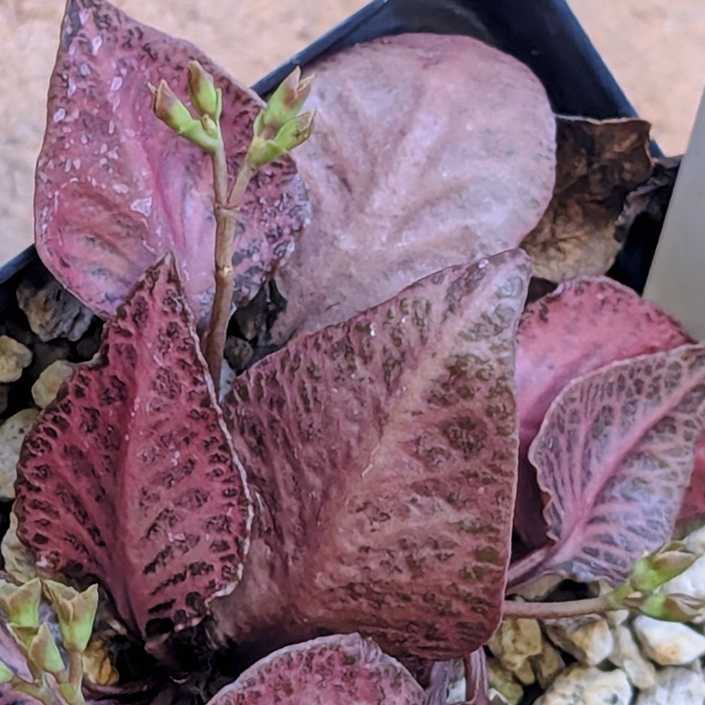 Euphorbia francoisii #11