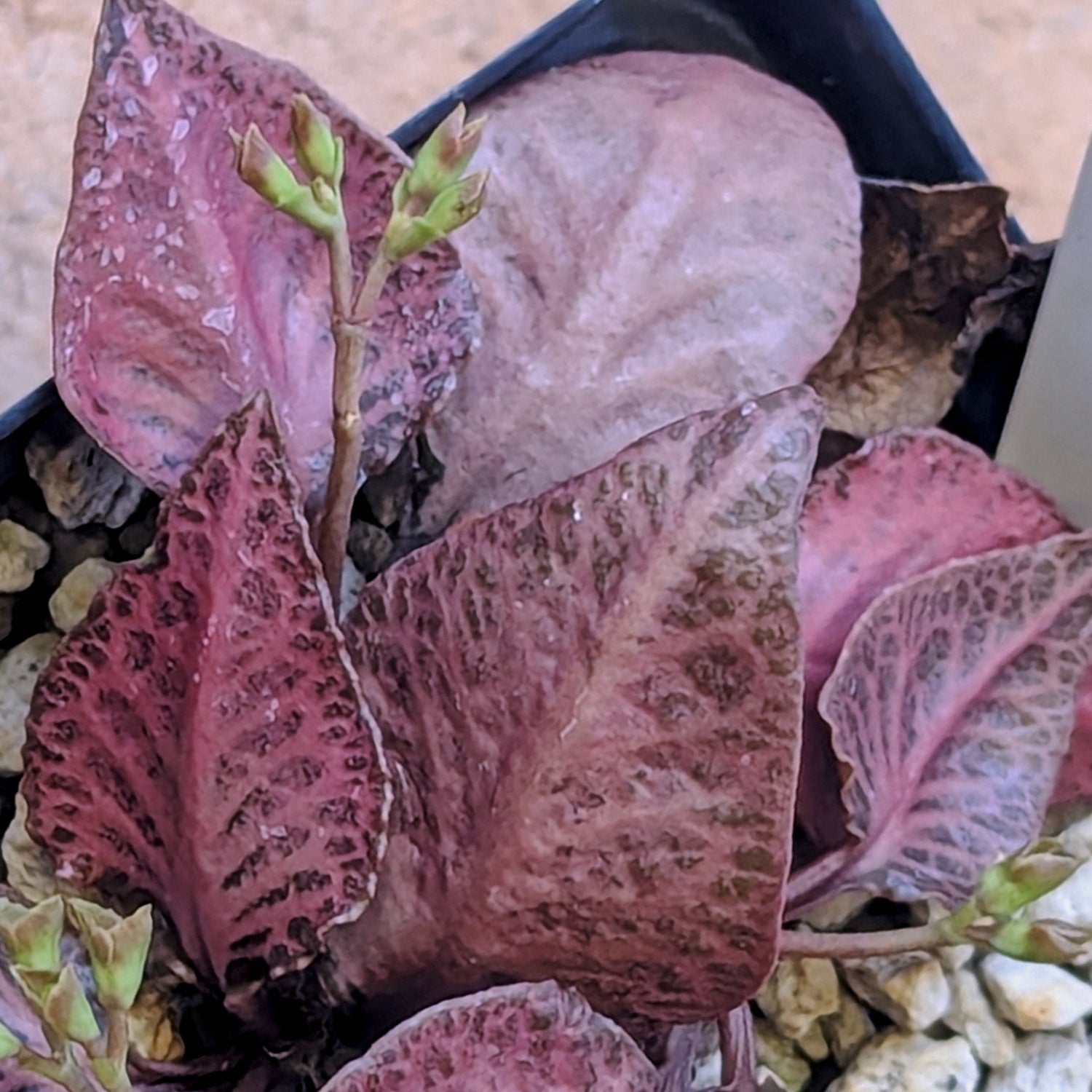 Euphorbia francoisii #11