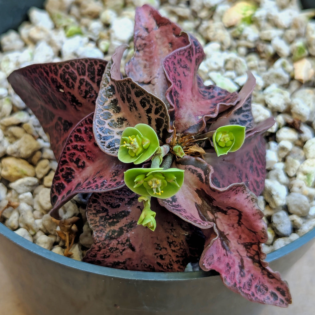 Euphorbia francoisii #11