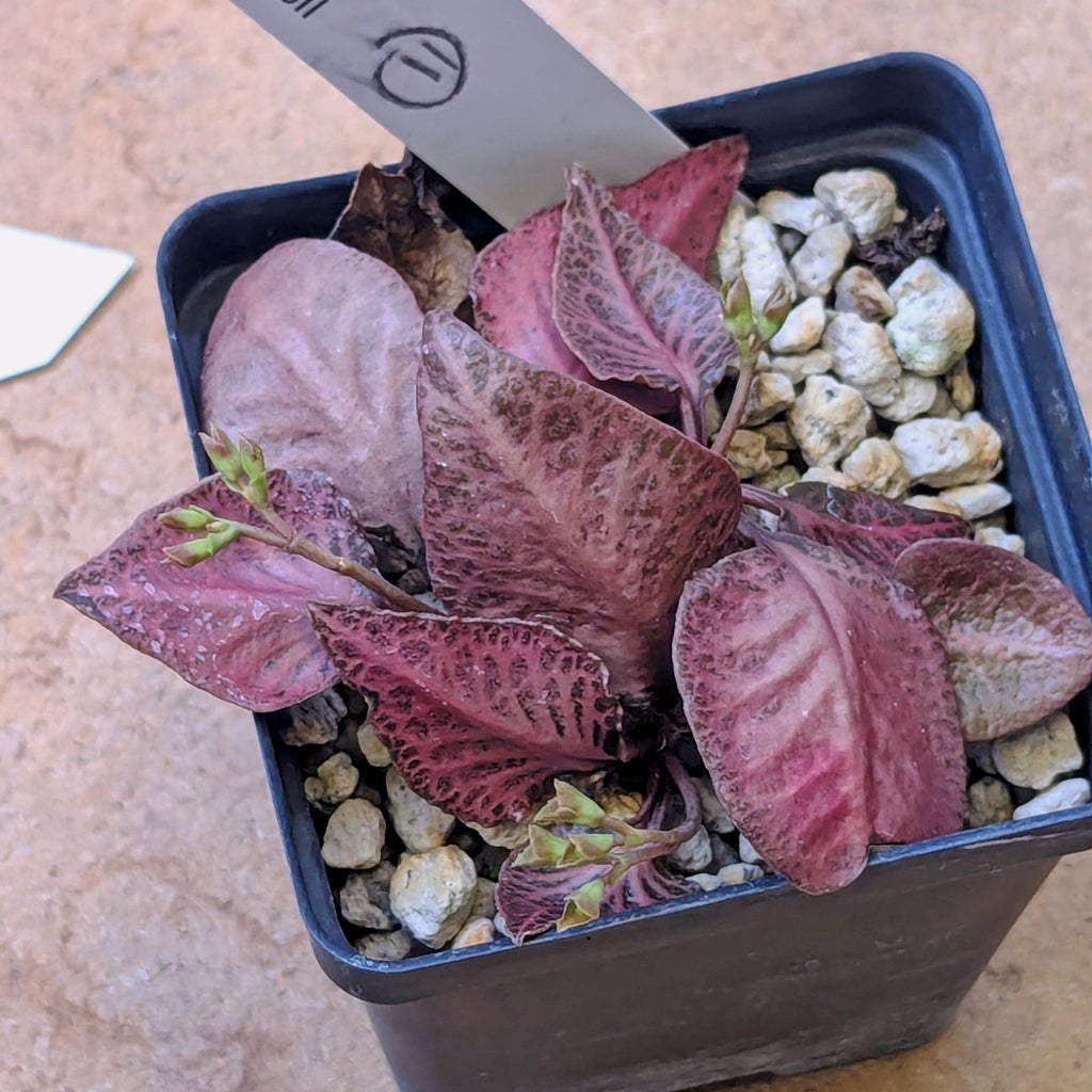 Euphorbia francoisii #11