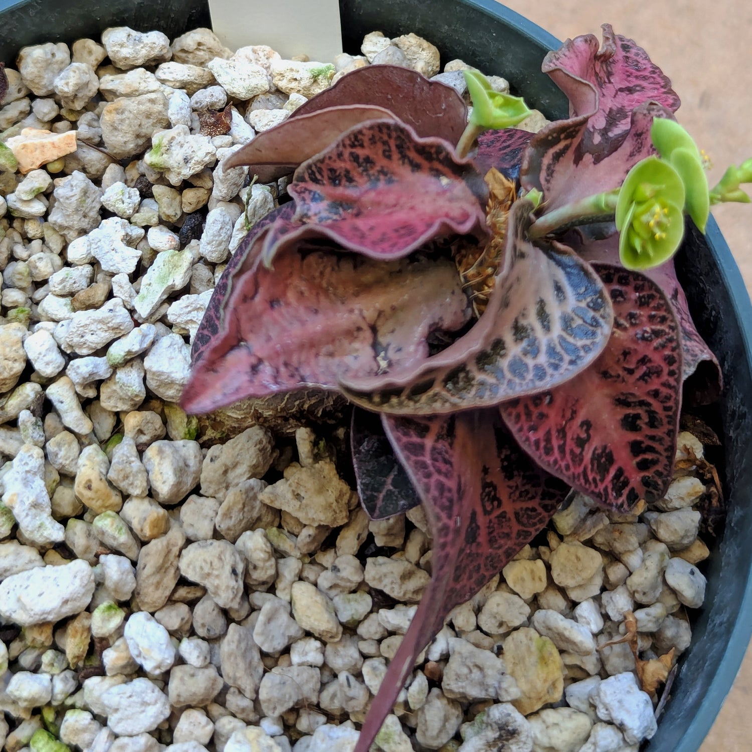 Euphorbia francoisii #11