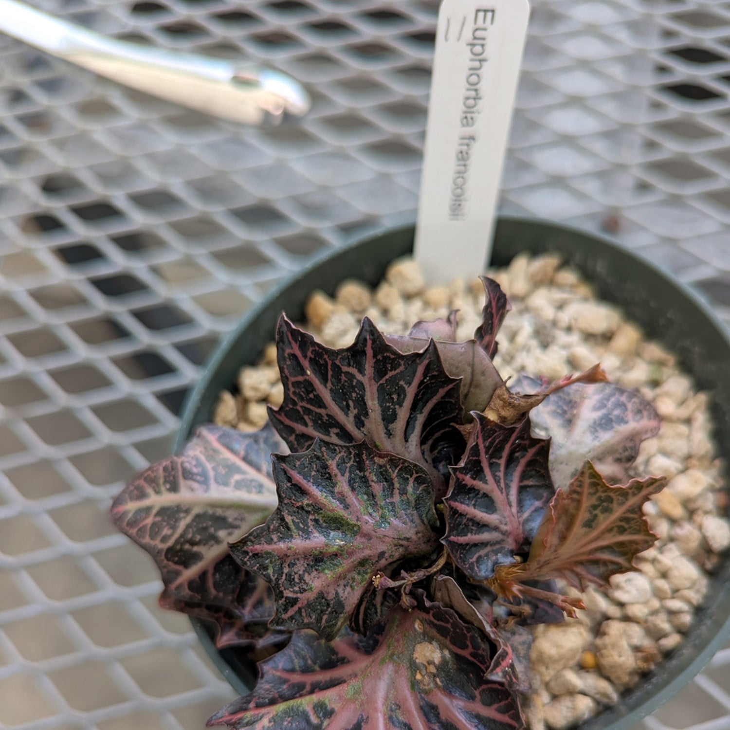 Euphorbia francoisii #11