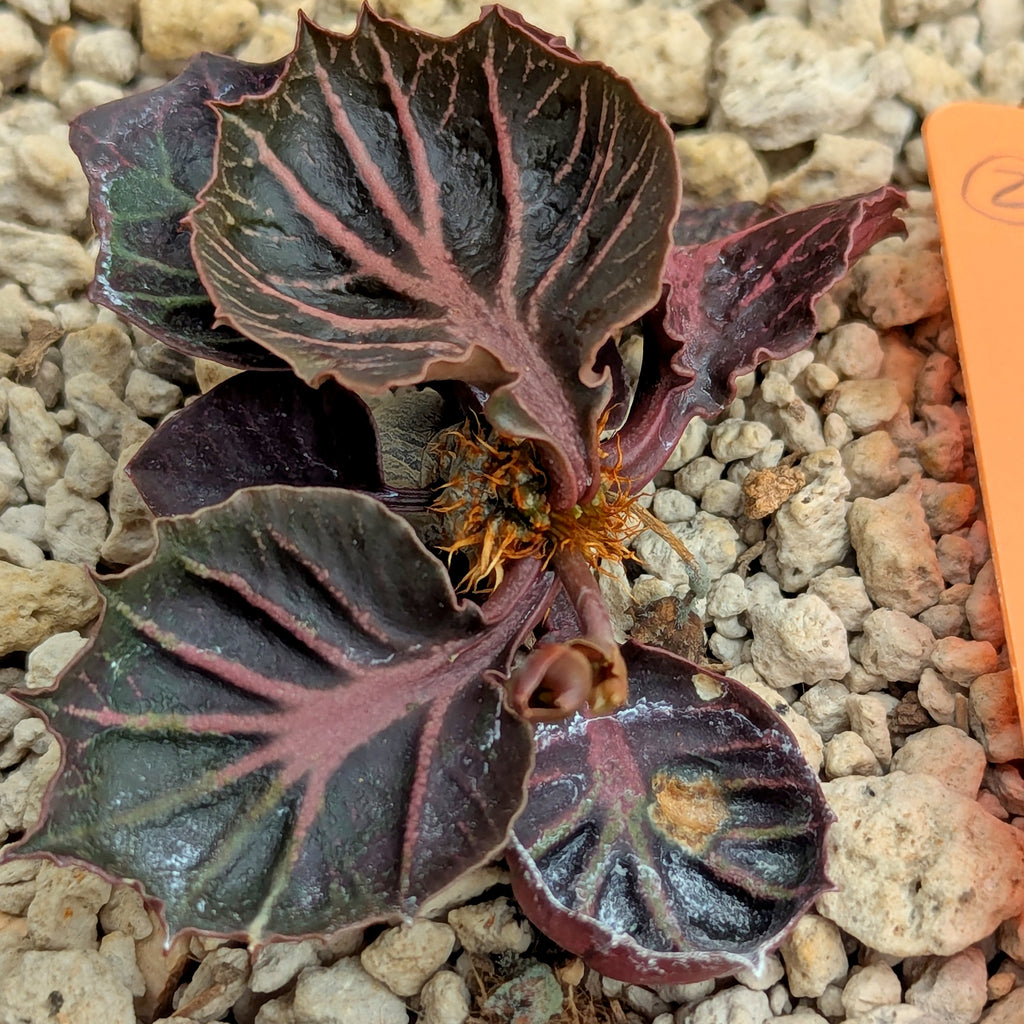 Euphorbia francoisii #2