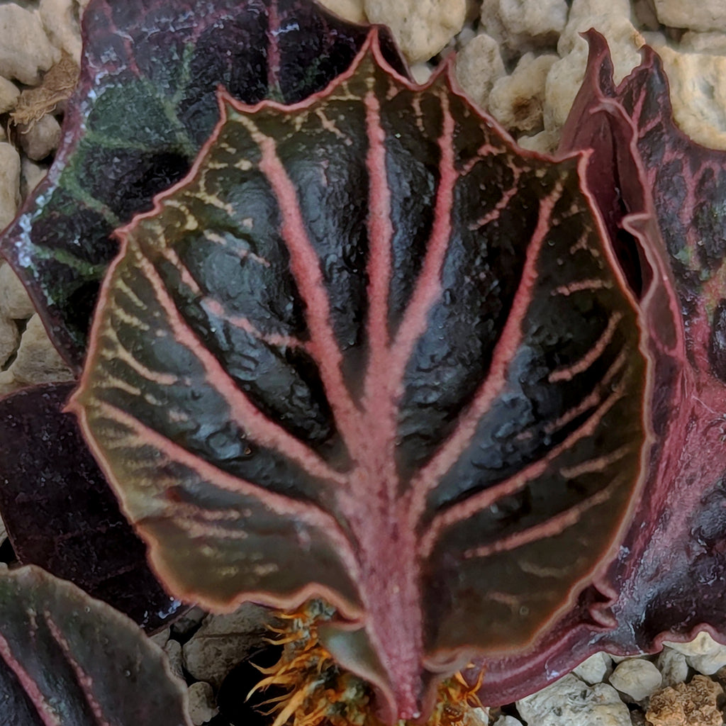 Euphorbia francoisii #2