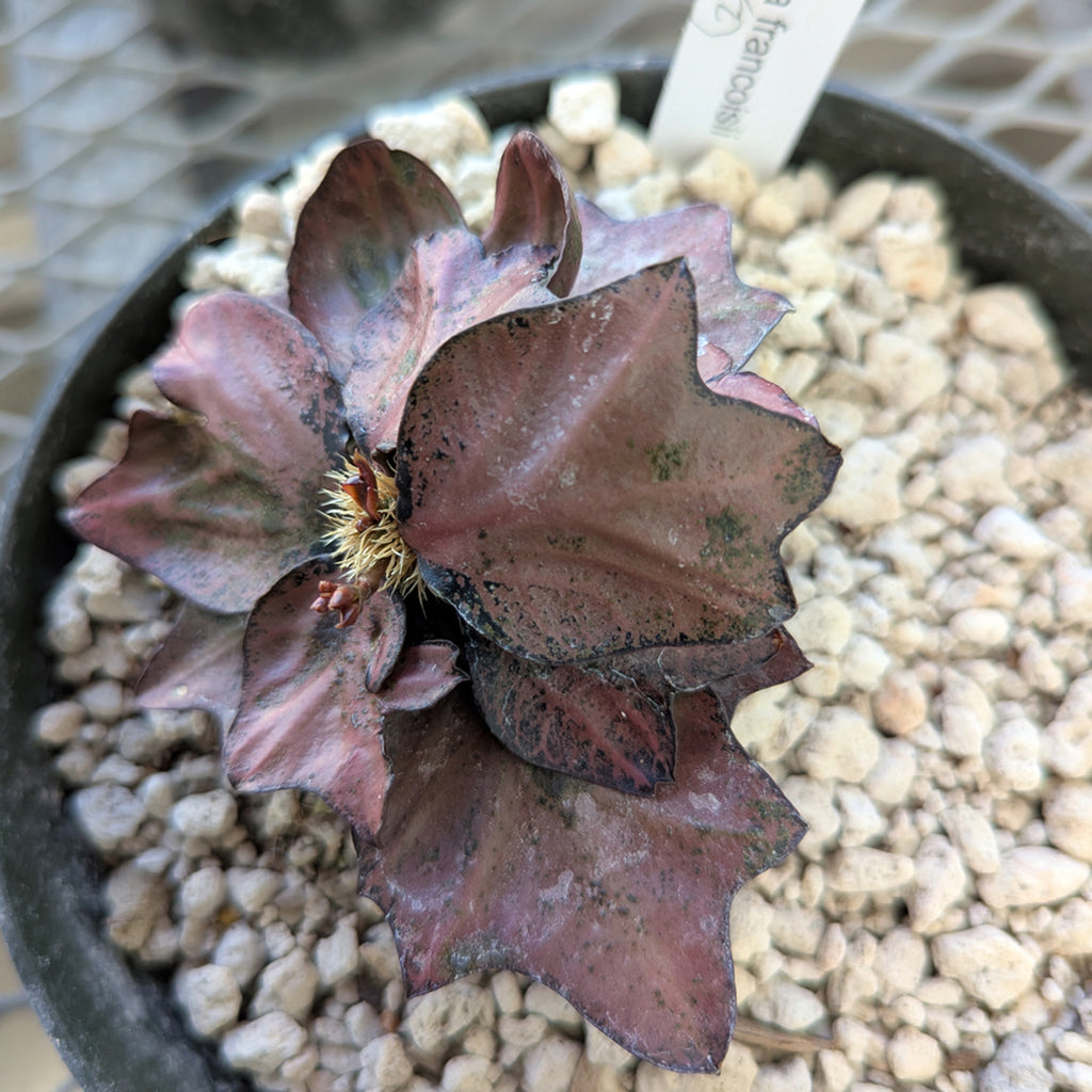 Euphorbia francoisii #2
