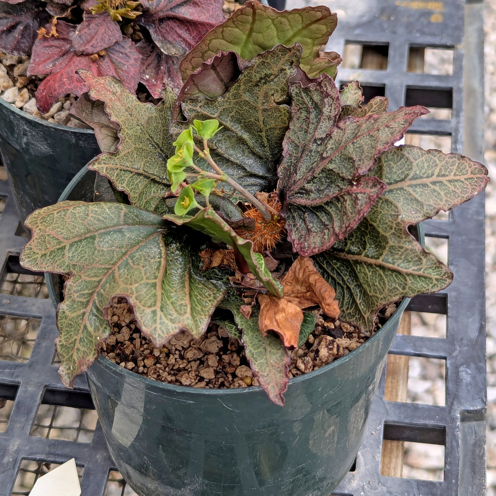 Euphorbia francoisii #26