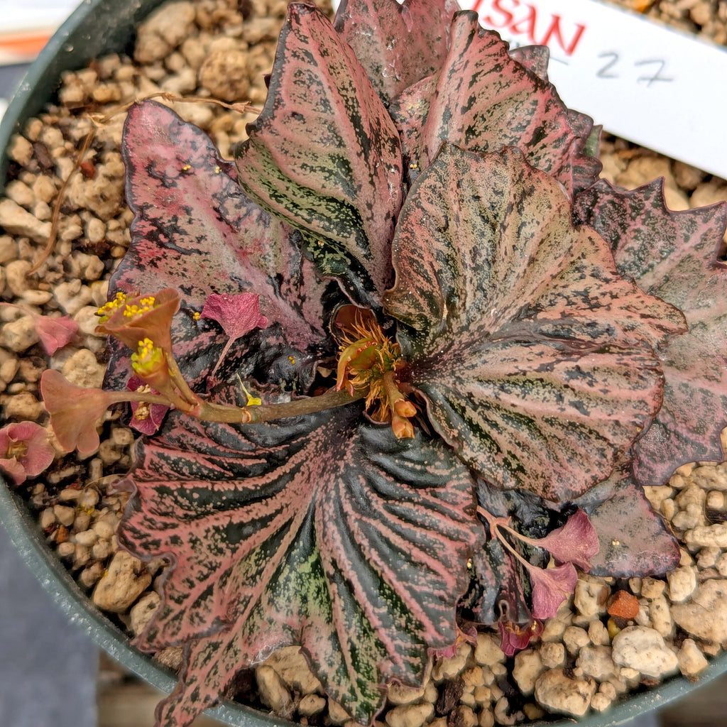 Euphorbia francoisii #27