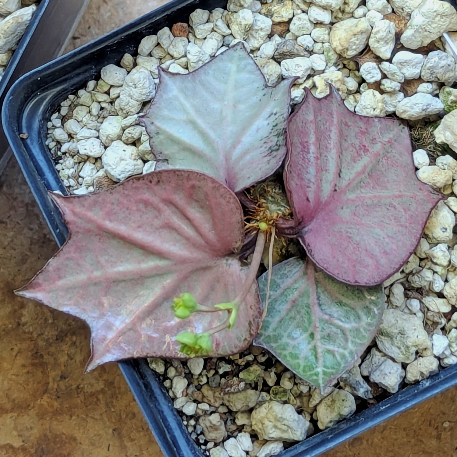 Euphorbia francoisii #3
