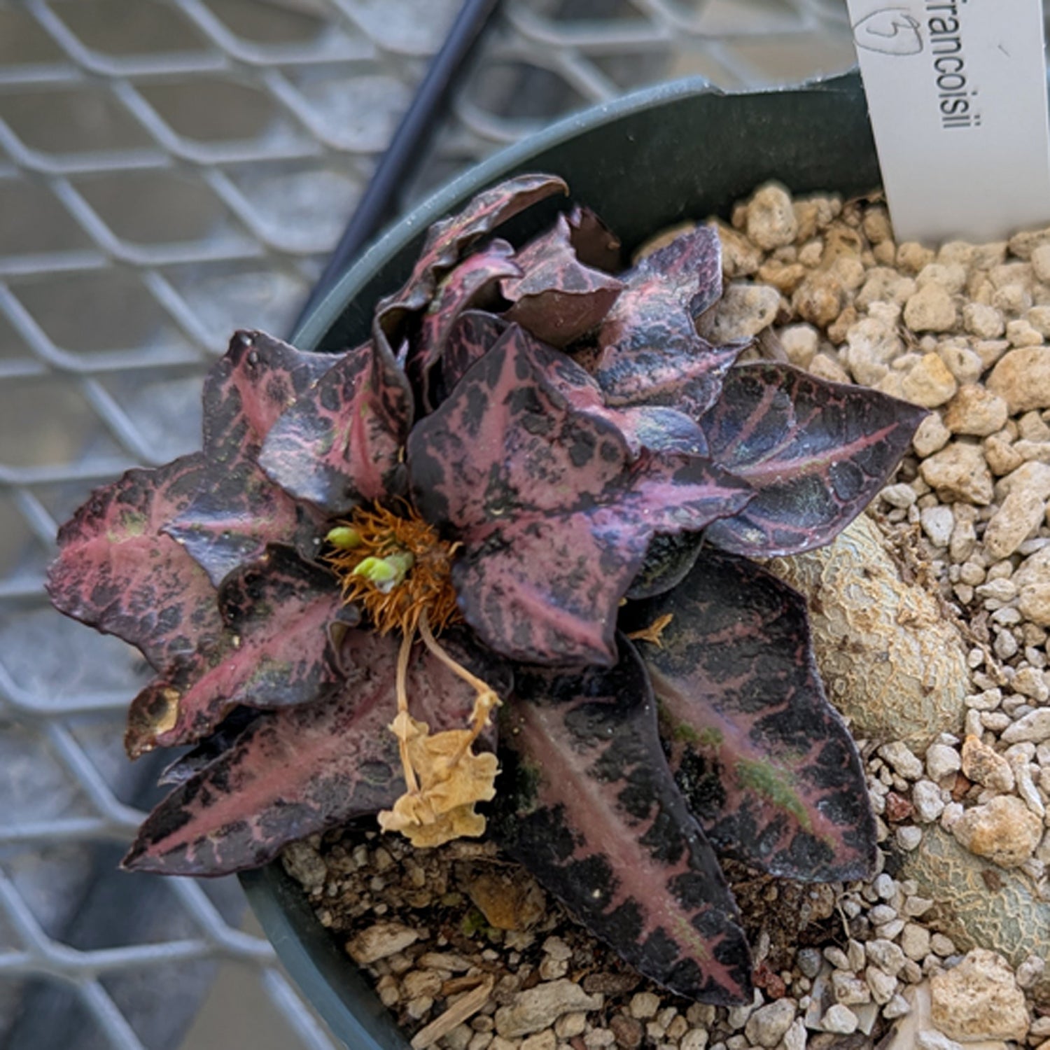 Euphorbia francoisii #3