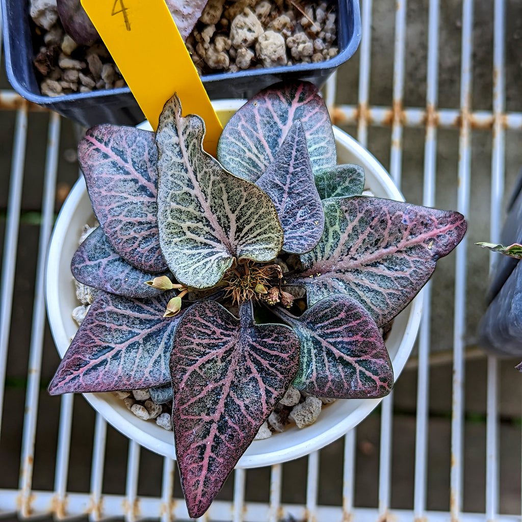 Euphorbia francoisii #4 SOLD OUT