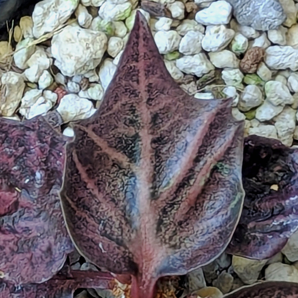 Euphorbia francoisii #4