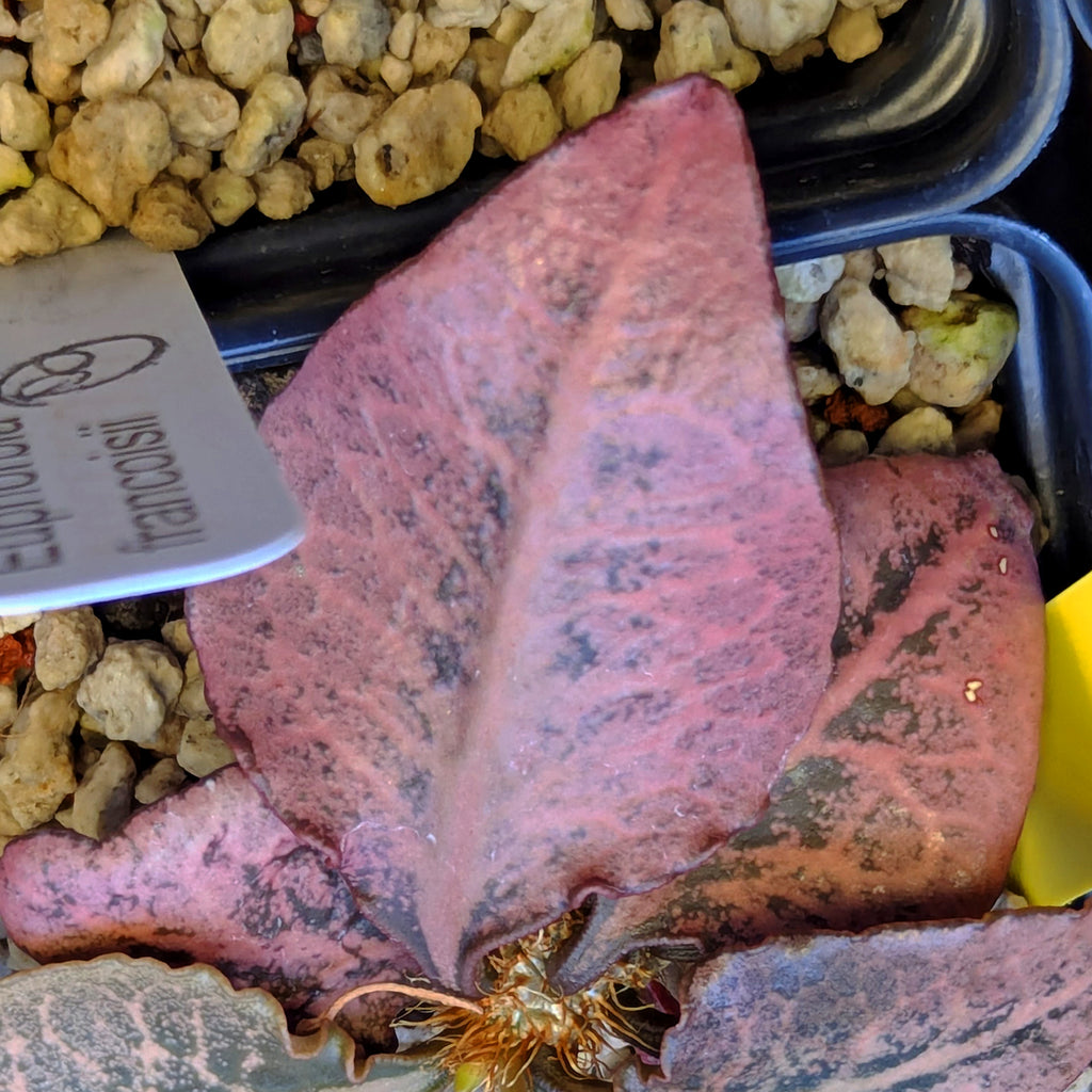 Euphorbia francoisii 4N #5