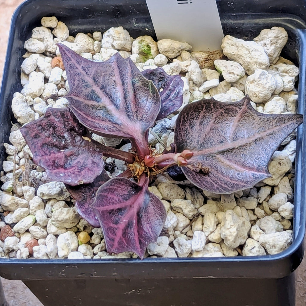 Euphorbia francoisii #4
