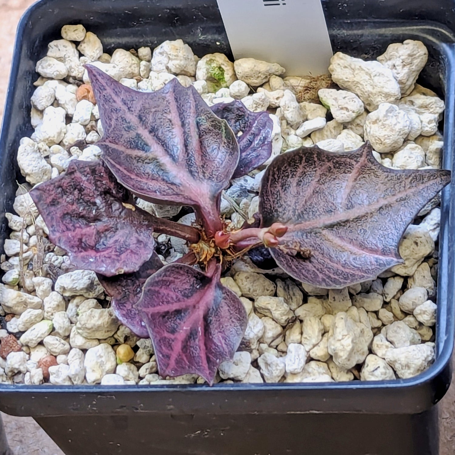 Euphorbia francoisii #4