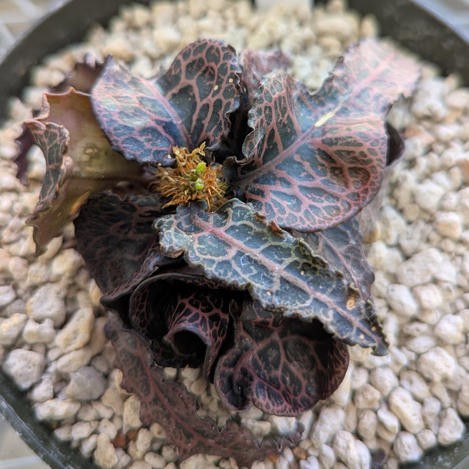 Euphorbia francoisii #4