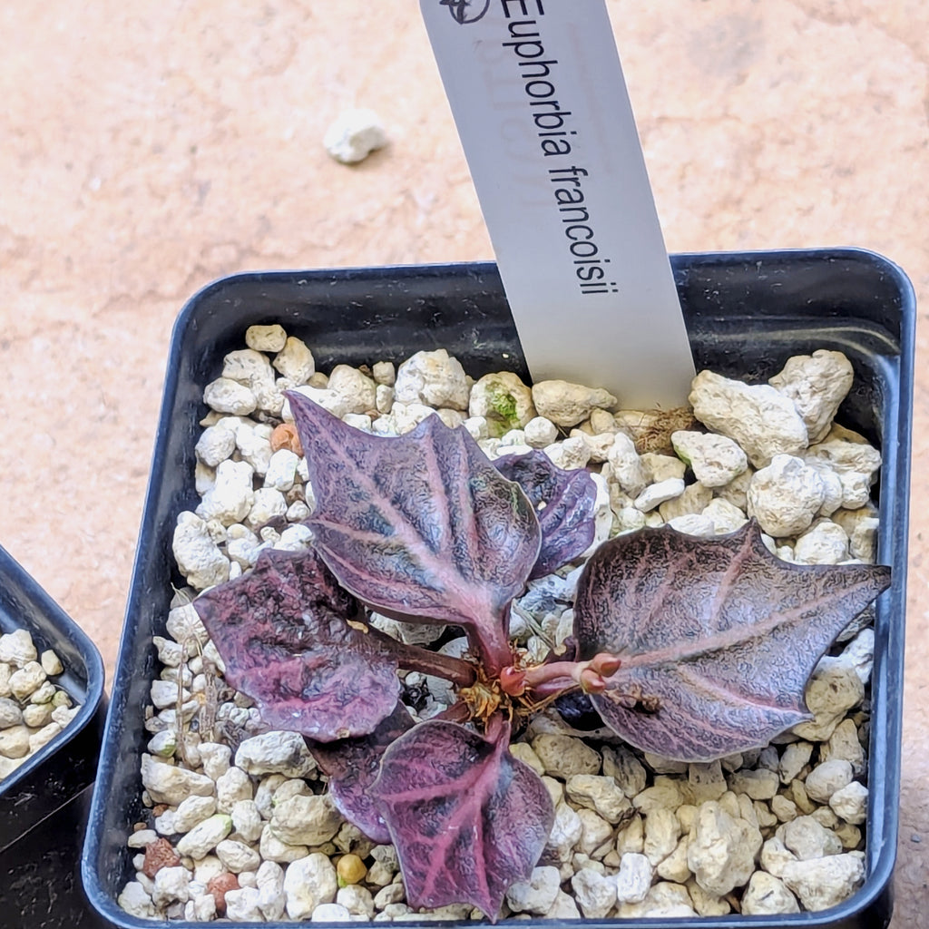 Euphorbia francoisii #4
