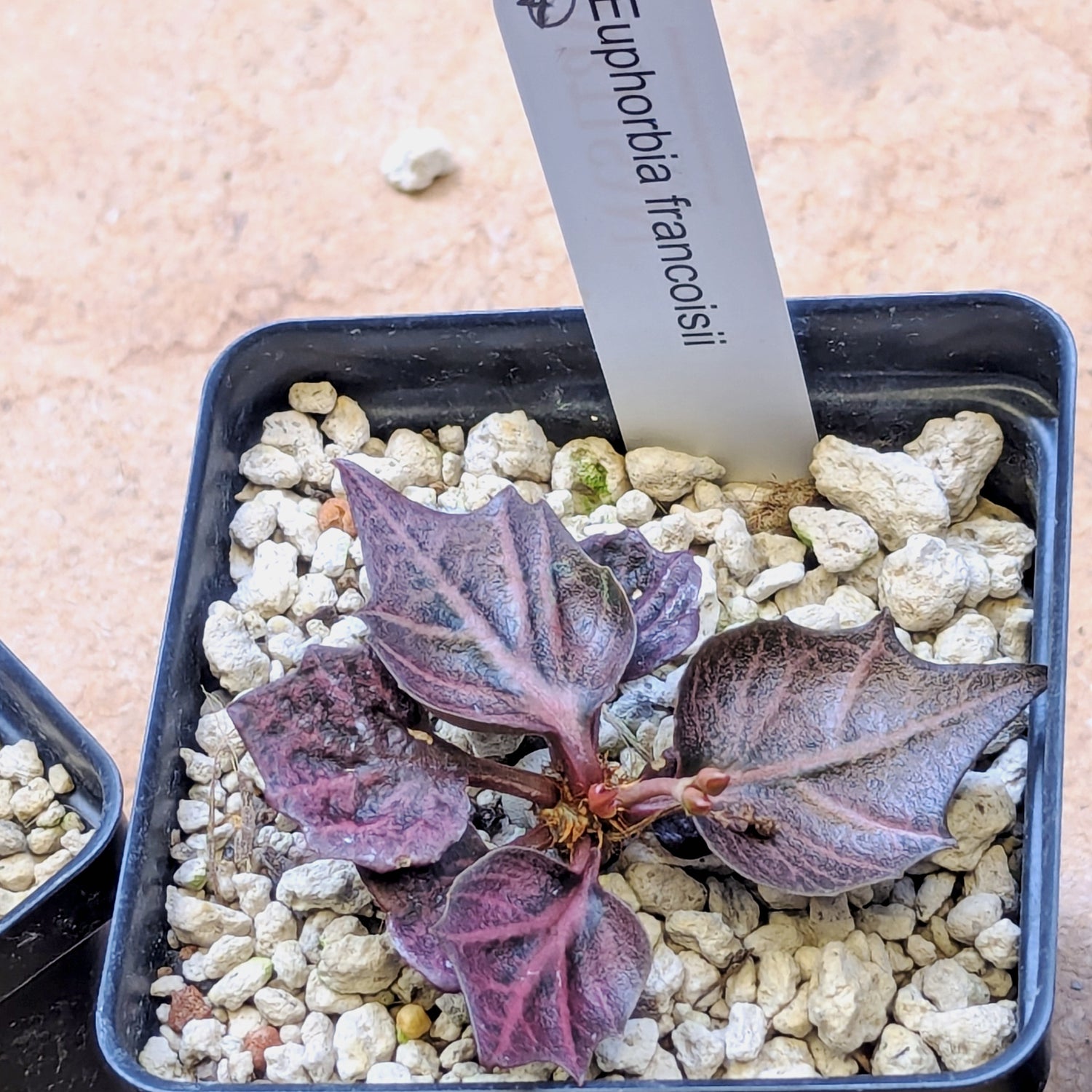 Euphorbia francoisii #4