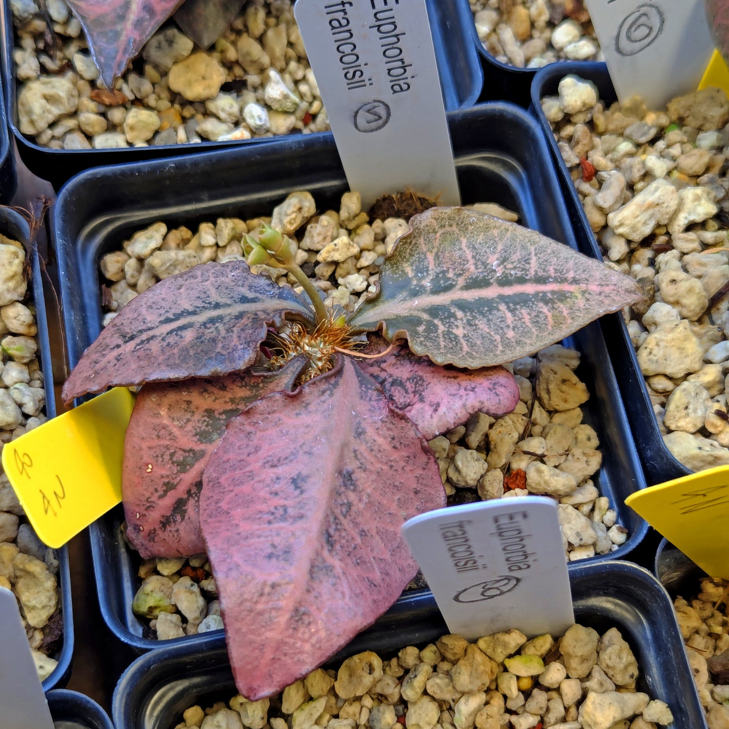 Euphorbia francoisii 4N #5