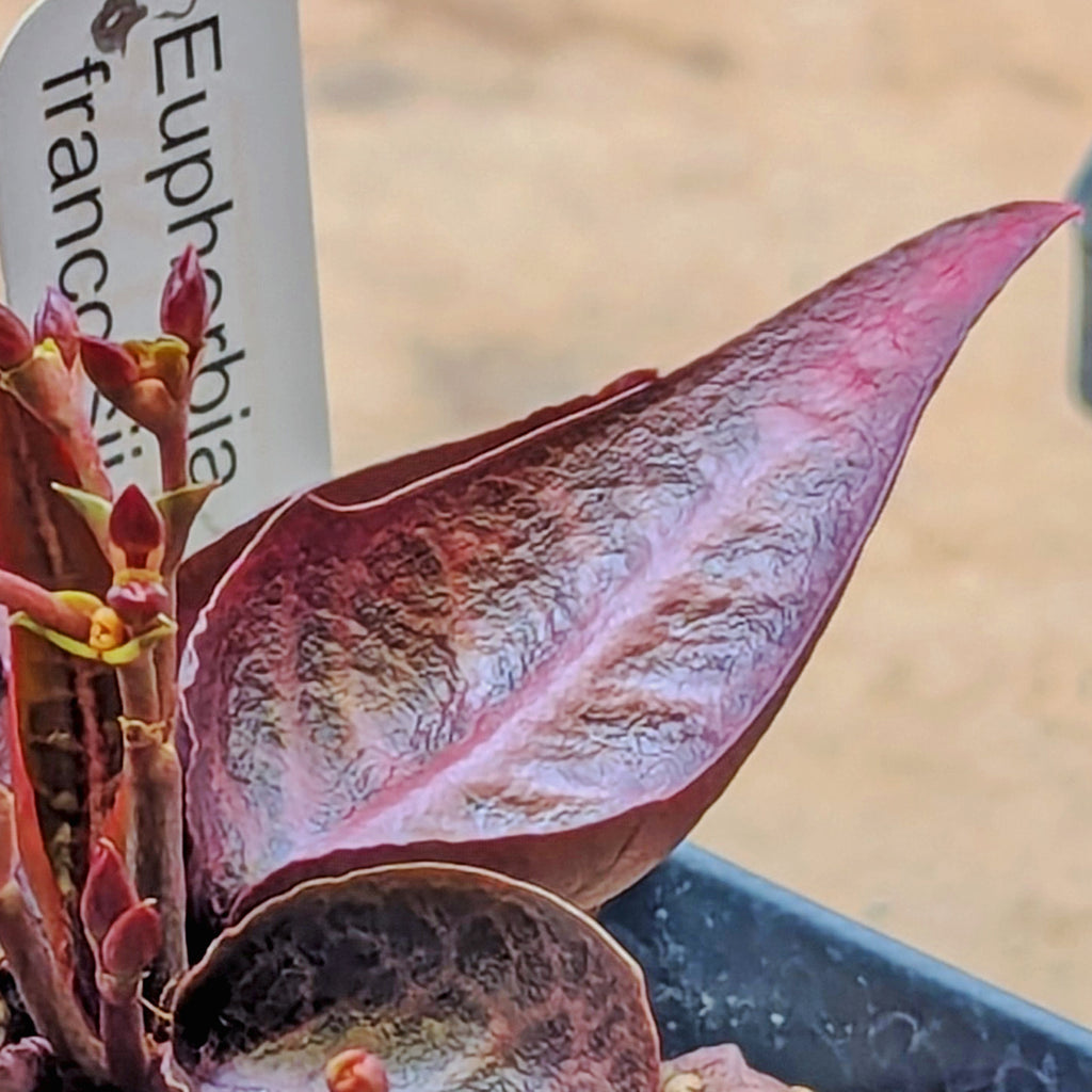 Euphorbia francoisii #5