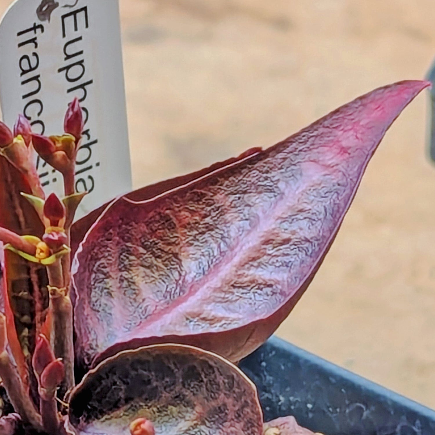 Euphorbia francoisii #5