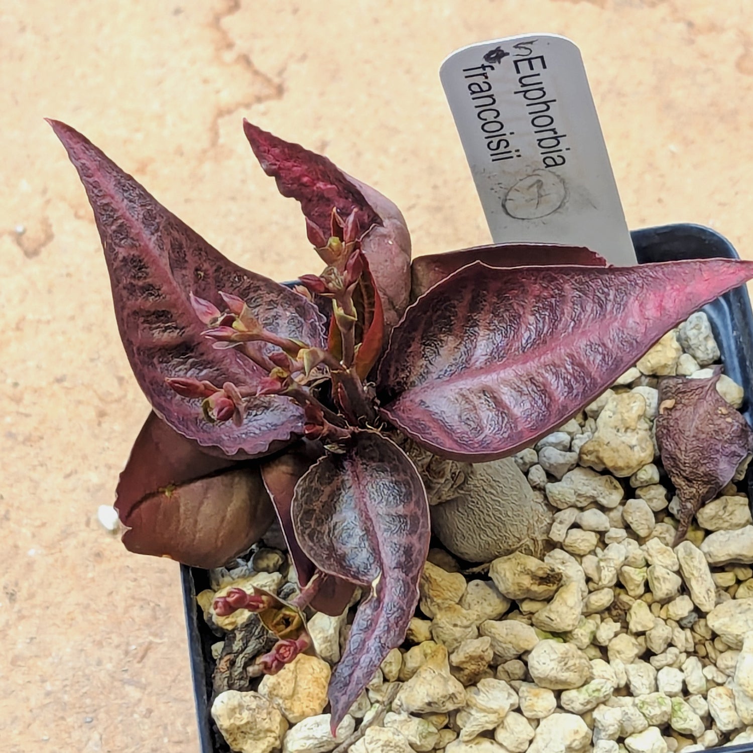 Euphorbia francoisii #5